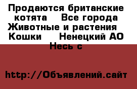 Продаются британские котята  - Все города Животные и растения » Кошки   . Ненецкий АО,Несь с.